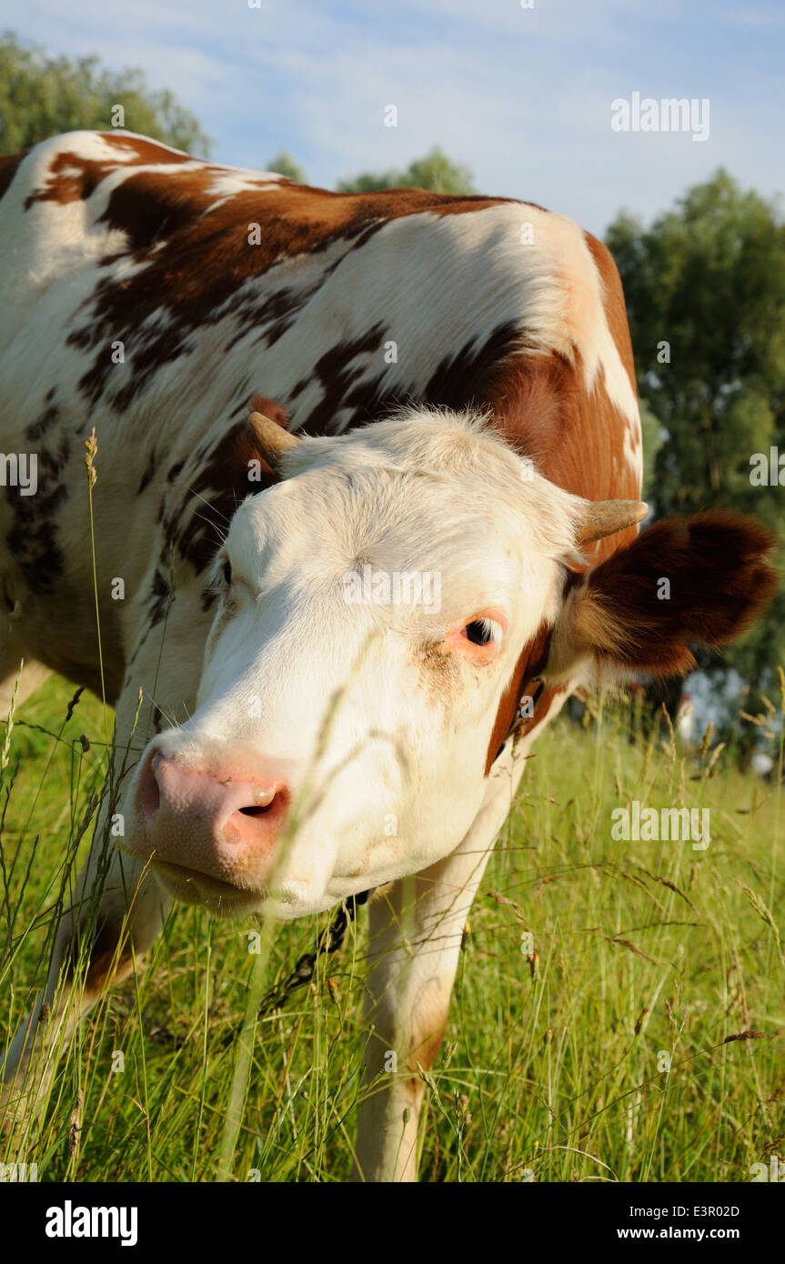 Cow on a summer pasture standing and looking at photographer Stock ...