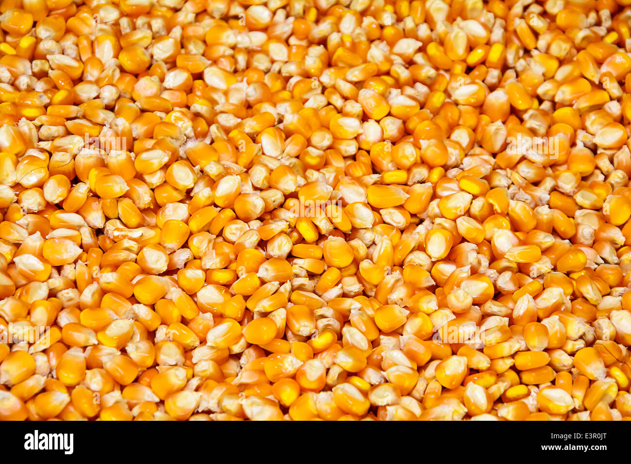 Corn seeds spread the paste evenly flat for a background Stock Photo