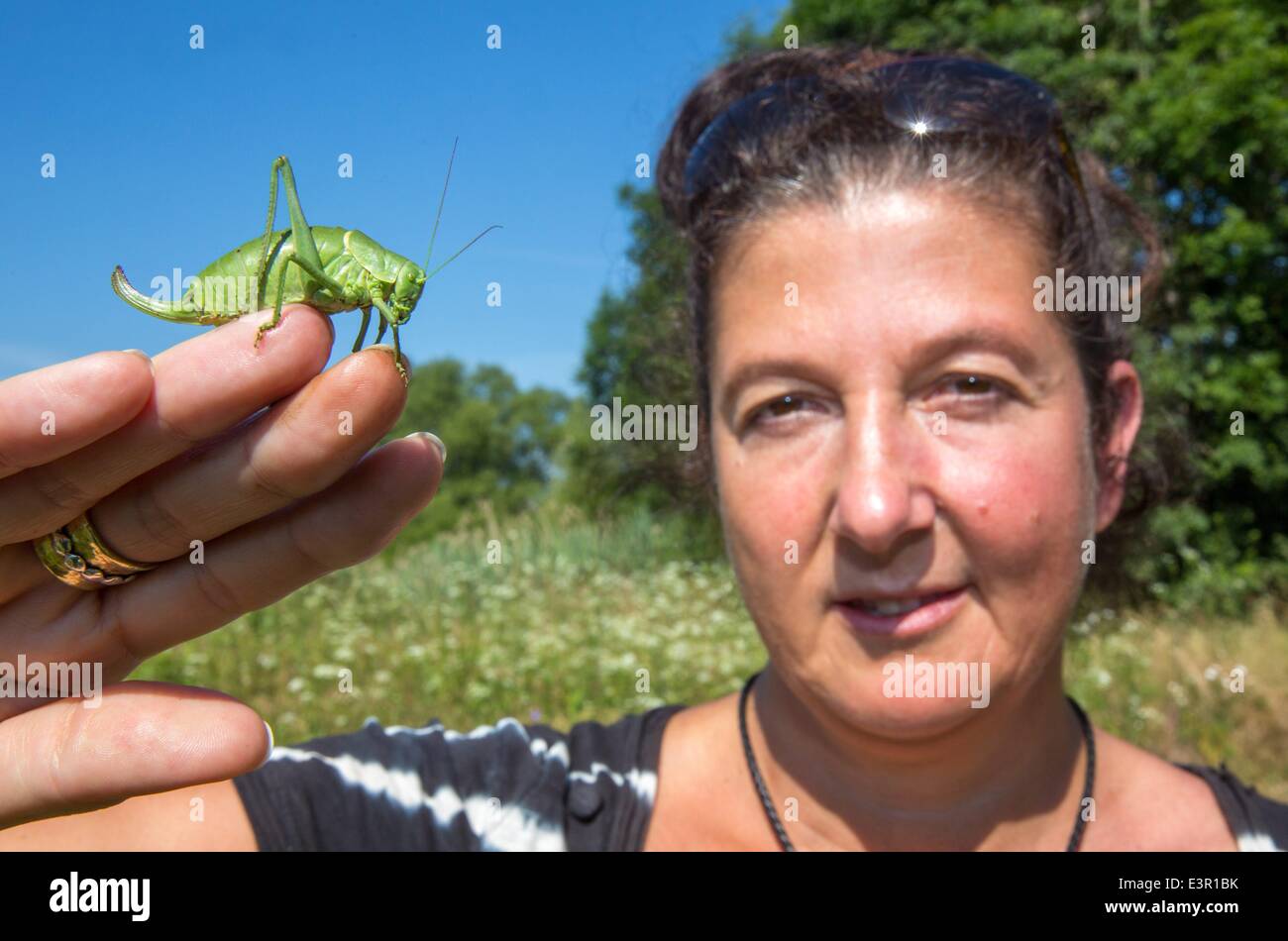 Directress of the BUND project 'Gruenes Band Deutschland' (lit.: Green band of Germany) Liana Geidezis shows a large saw-tailed bush cricket which is critically endangered in Milz, Germany, 27 June 2014. The green band is an in many parts untouched 1393 kilometers long natural area which follows the former East-West German border. Photo: Michael Reichel/dpa Stock Photo