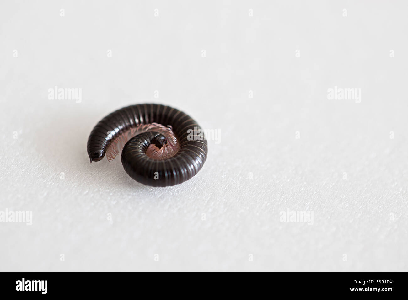 A millipede tightly curled up forming a spiral shape Stock Photo