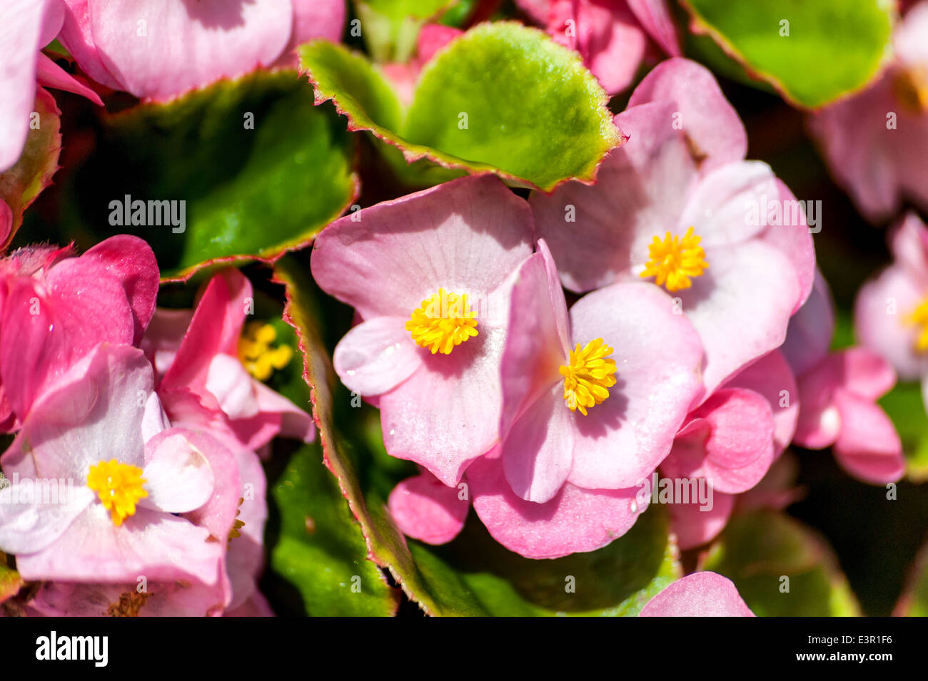 Bright pink flowers outside hi-res stock photography and images - Alamy
