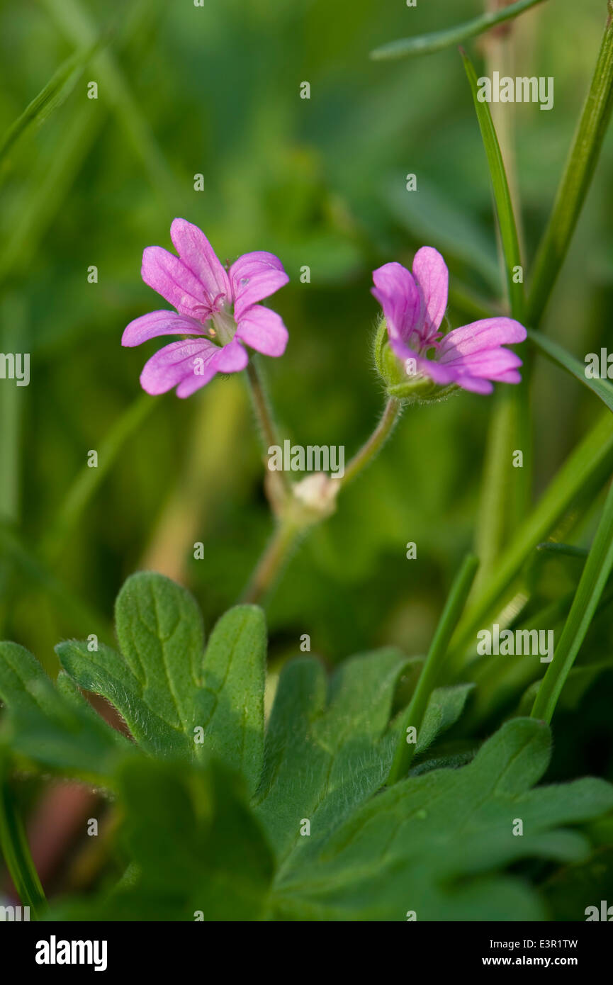 Dove's-foot cranesbill, Geranium molle, pink flowers and leaves Stock Photo