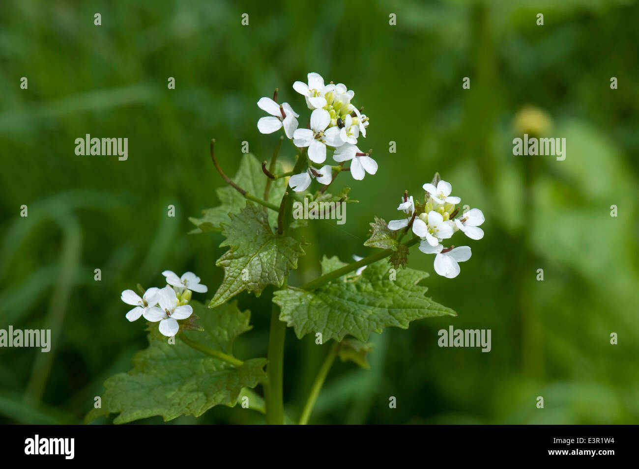 Garlic mustard or jack-by-the-hedge, Alliara petiolata, flowering Stock Photo