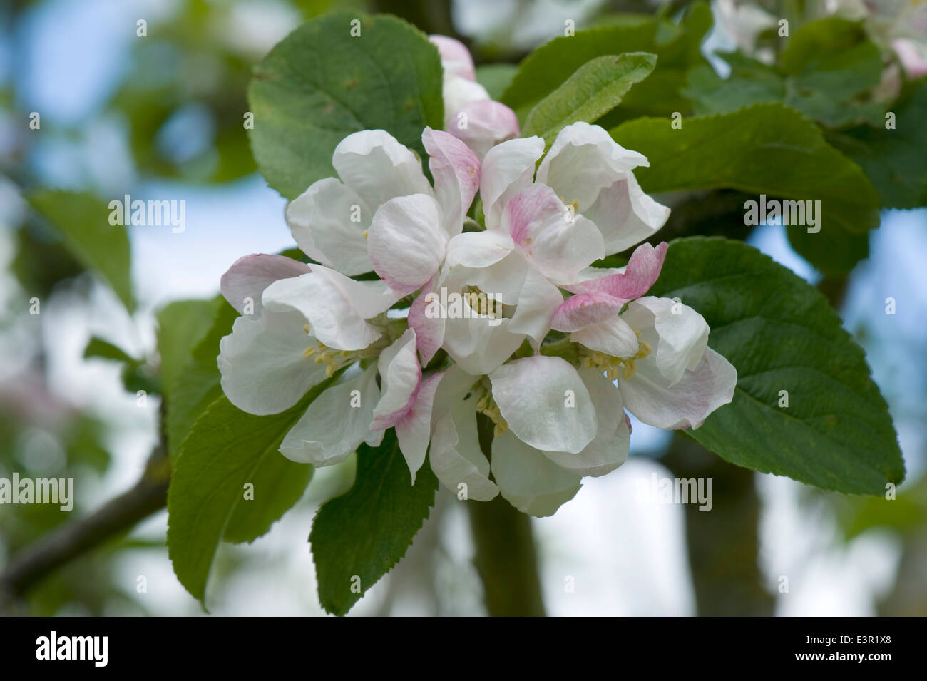 Apple blossom and new leaves on a fruit tree in spring Stock Photo