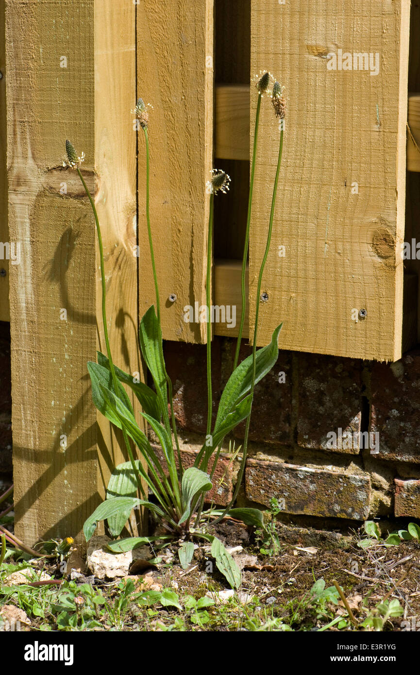 Ribwort plantain or lamb's tongue, Plantago lanceolata, flowering Stock Photo