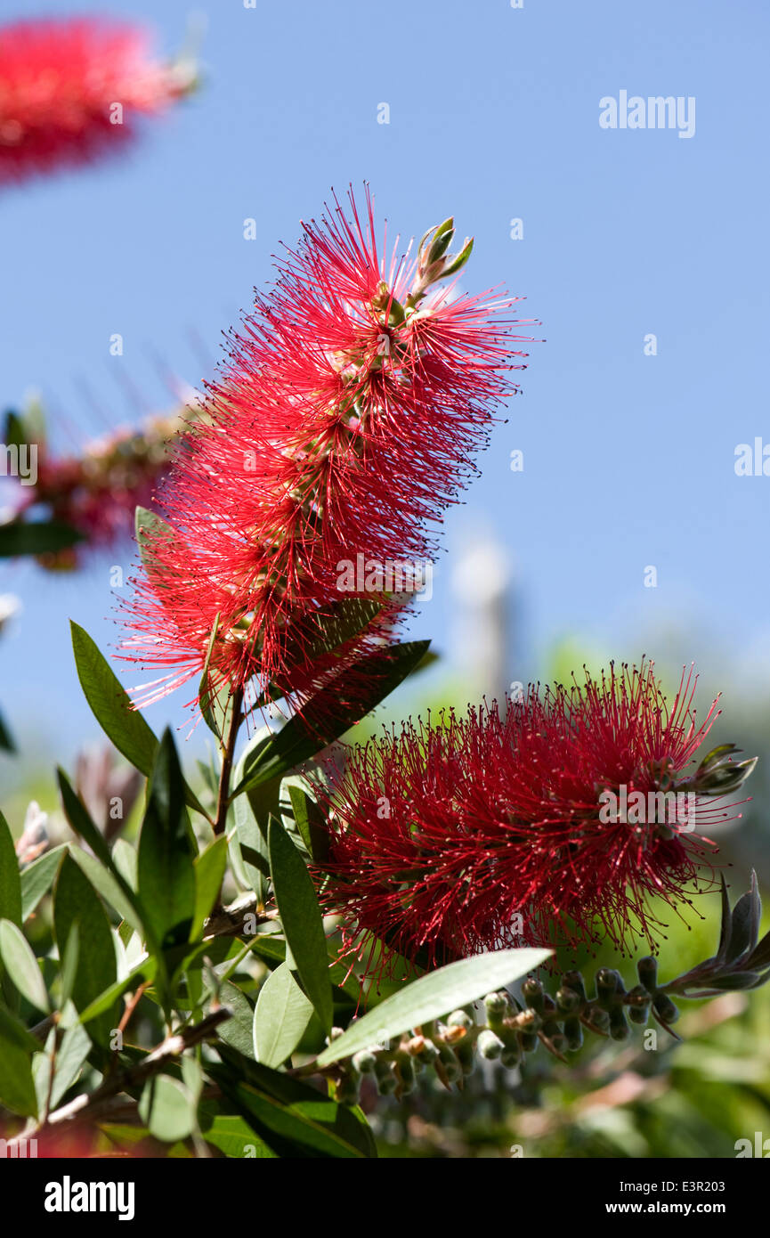 A red bottlebrush, Callistemon, flower in a garden in Sorrento, Italy Stock Photo