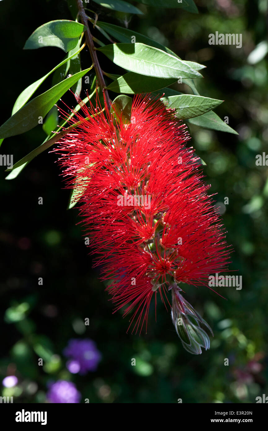 https://c8.alamy.com/comp/E3R20N/a-red-bottlebrush-callistemon-flower-in-a-garden-in-sorrento-italy-E3R20N.jpg