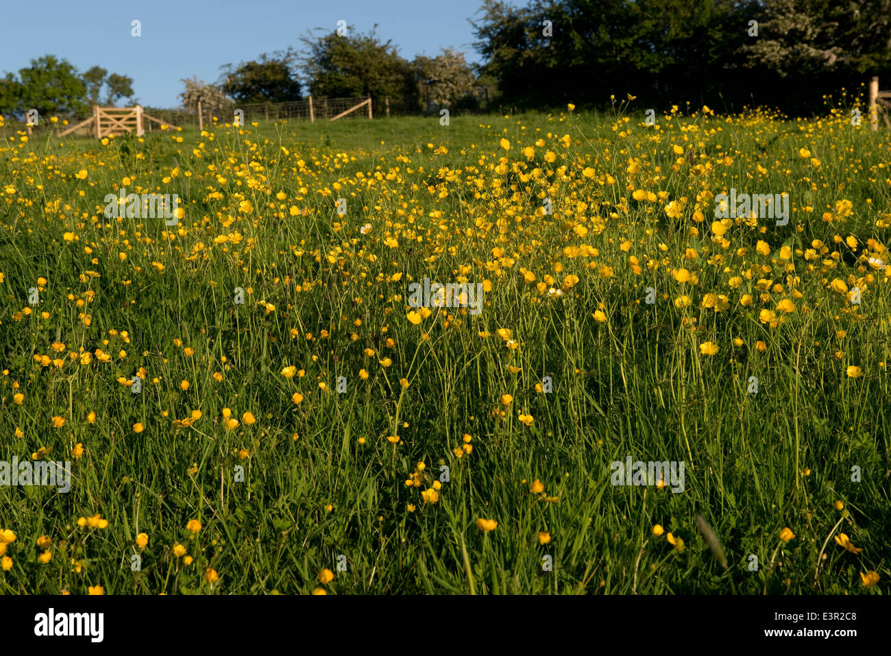 Field buttercups or tall buttercups, Ranunculus acris, flowering in a meadow lit by warm evening light Stock Photo