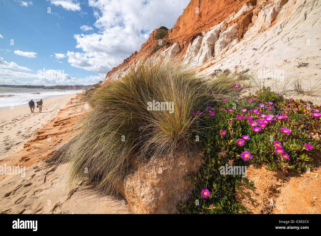 Mesembryanthemum, AKA Ice plant, on Praia de Falesia beach between Vilamoura and Albufeira on the Algarve, Portugal. Stock Photo