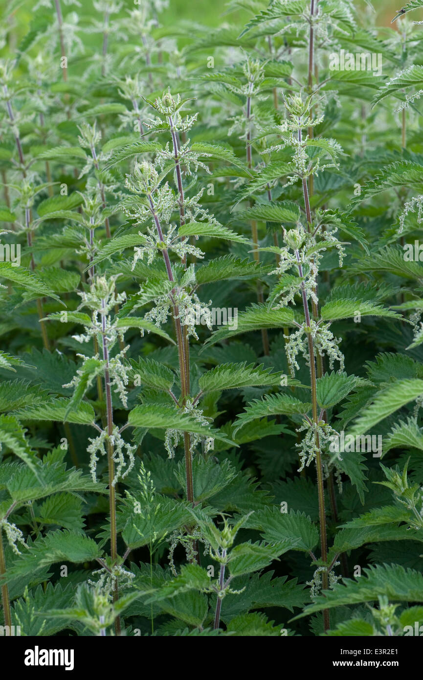 Flowering patch of stinging nettles, Urtica dioica Stock Photo