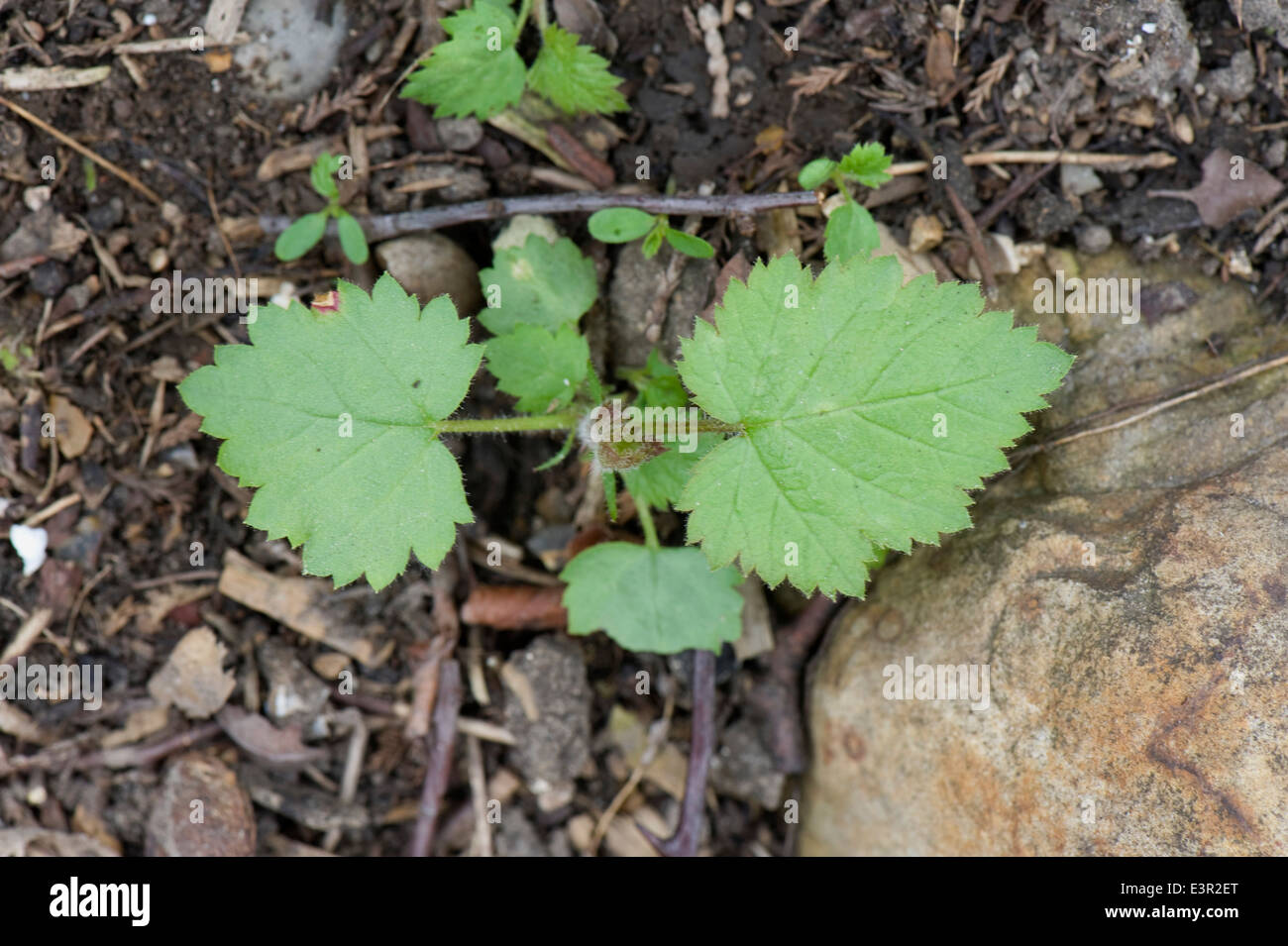 Bramble or blackberry seedlings, Rubus fruticosa, germinating in