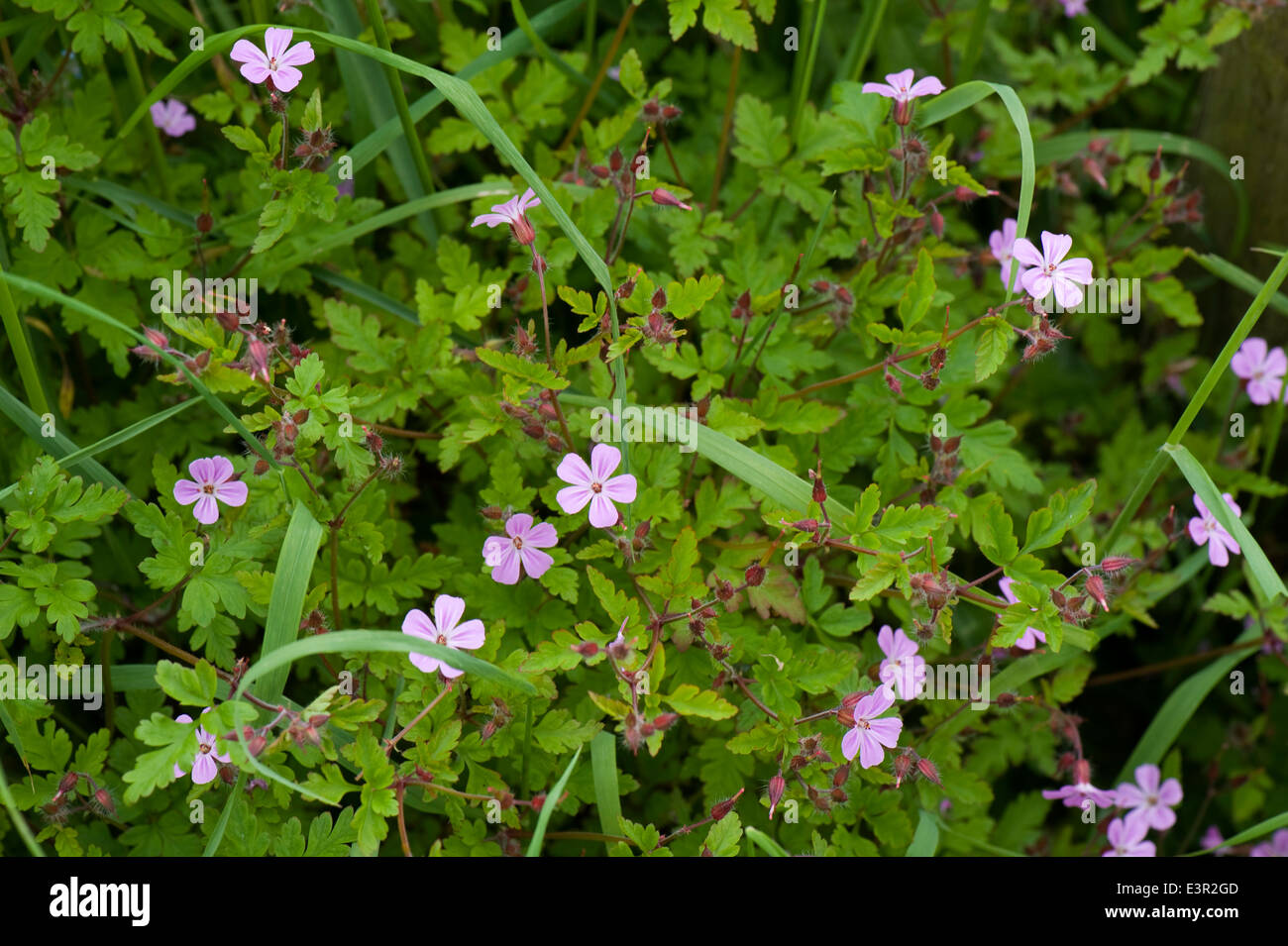 Herb Robert, Geranium robertianum, flowering plant of waste ground and gardens Stock Photo
