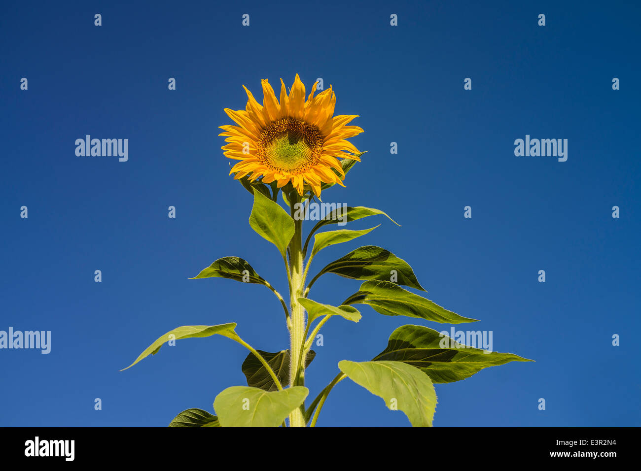 A close-up of a yellow sunflower that stands against a deep blue sky in Santa Barbara, California. Stock Photo