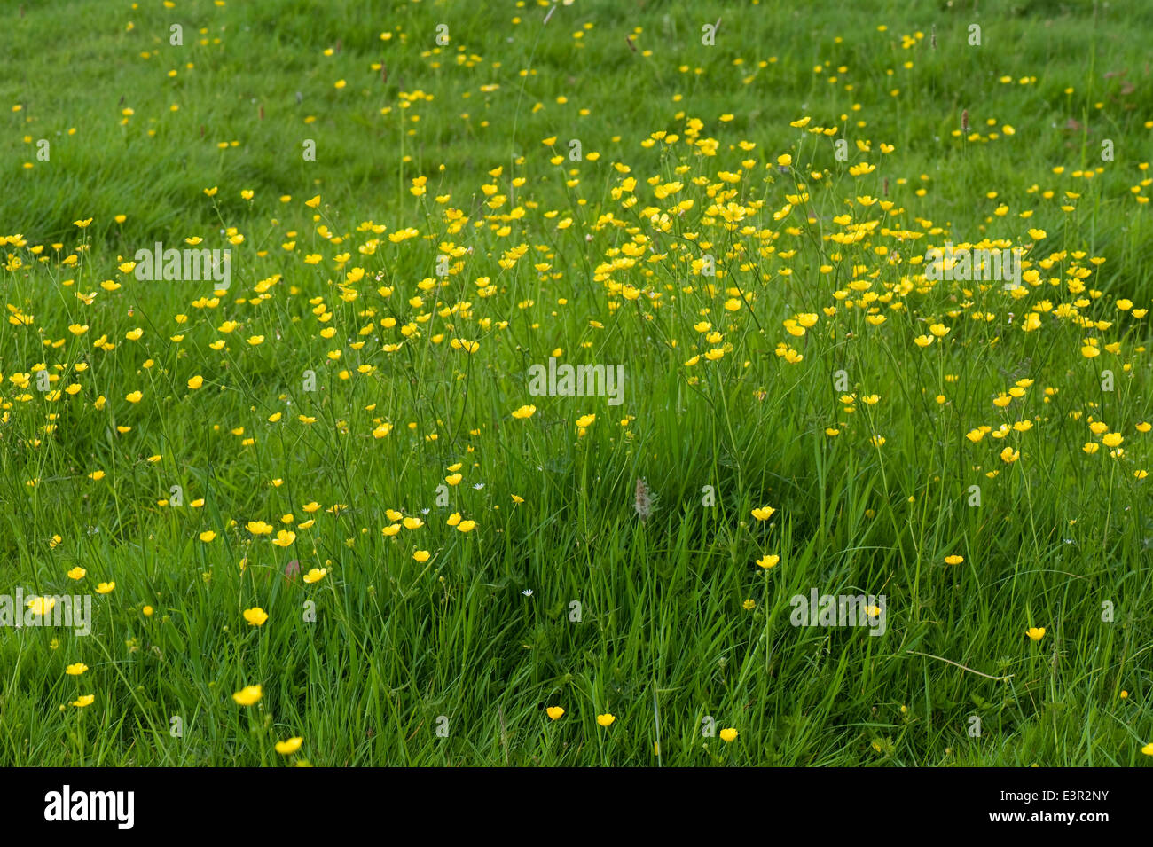 Field buttercups or tall buttercups, Ranunculus acris, flowering in a meadow Stock Photo