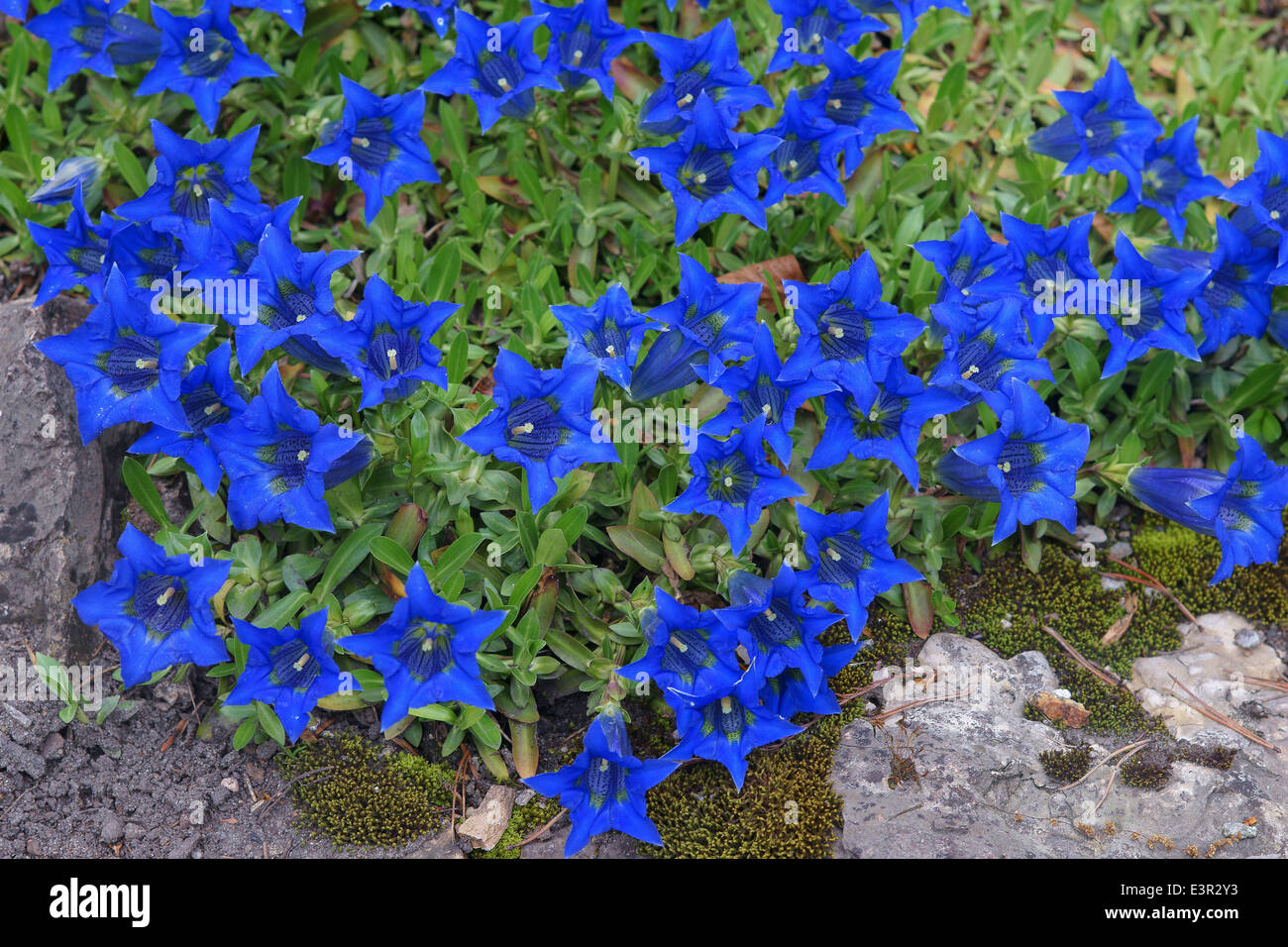 Gentiana acaulis blue gentian flowers close up Stock Photo Alamy