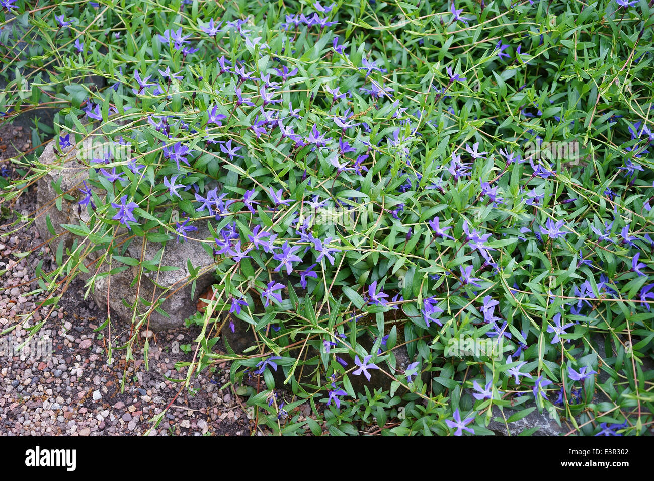 Herbaceous periwinkle bloomin Vinca herbacea Stock Photo