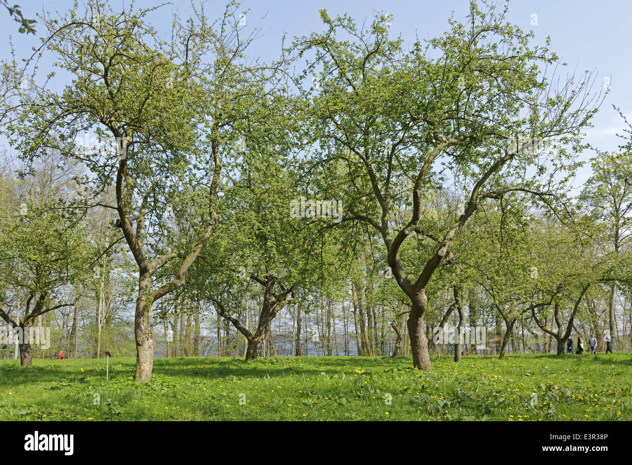 old apple garden, Ploen, Schleswig-Holstein, Germany Stock Photo