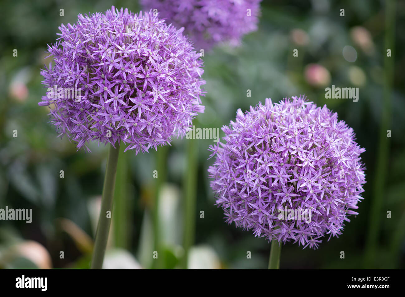 Sophia Moms Diary Giant Allium Flowers For Sale Giant Allium Bulbs