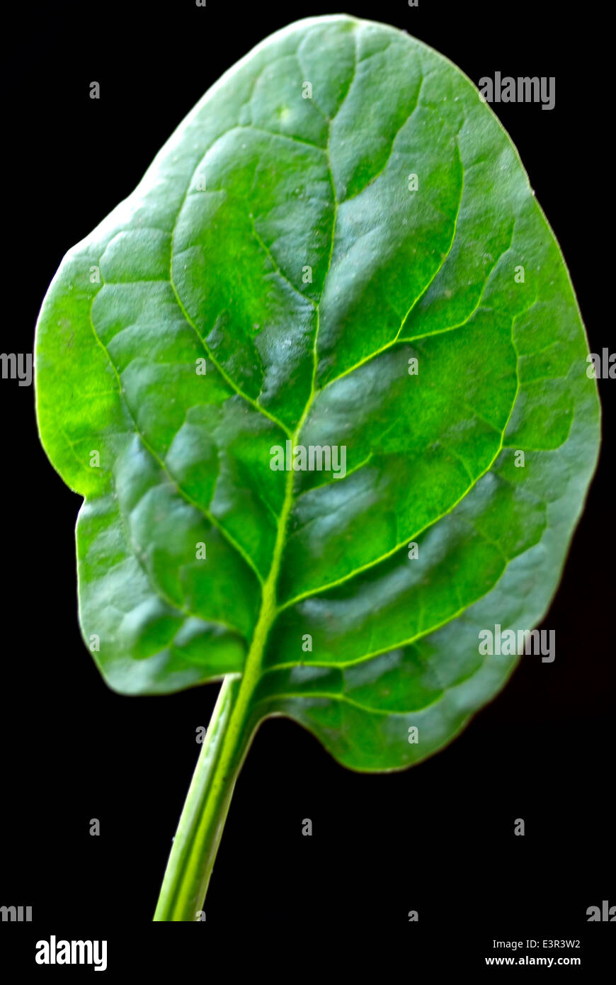 Popeye Spinach Hi-res Stock Photography And Images - Alamy