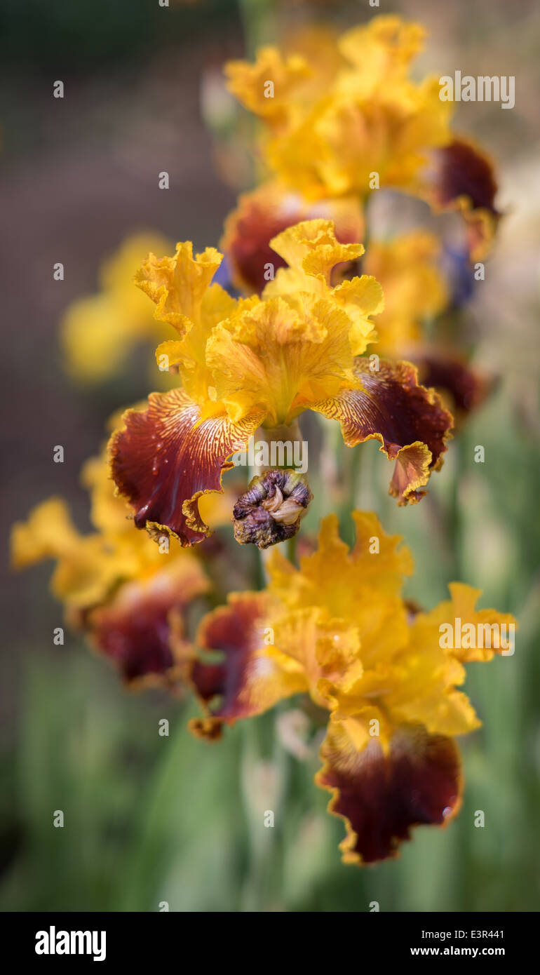 Yellow brown iris hires stock photography and images Alamy