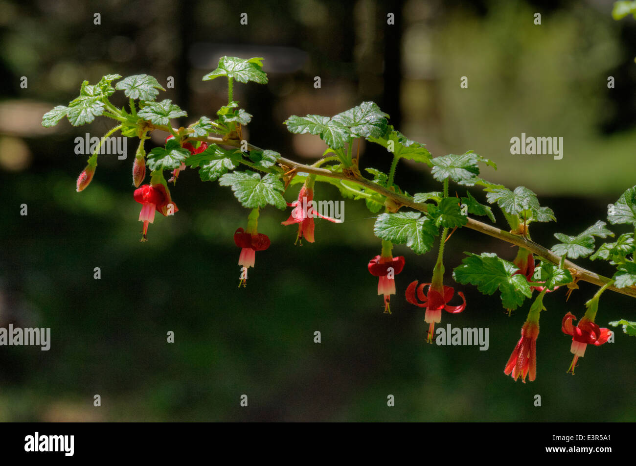 Fuschia-Flowered Gooseberry (Ribes lobbii), found growing next to the Pacific Crest Trail in southern Oregon Stock Photo