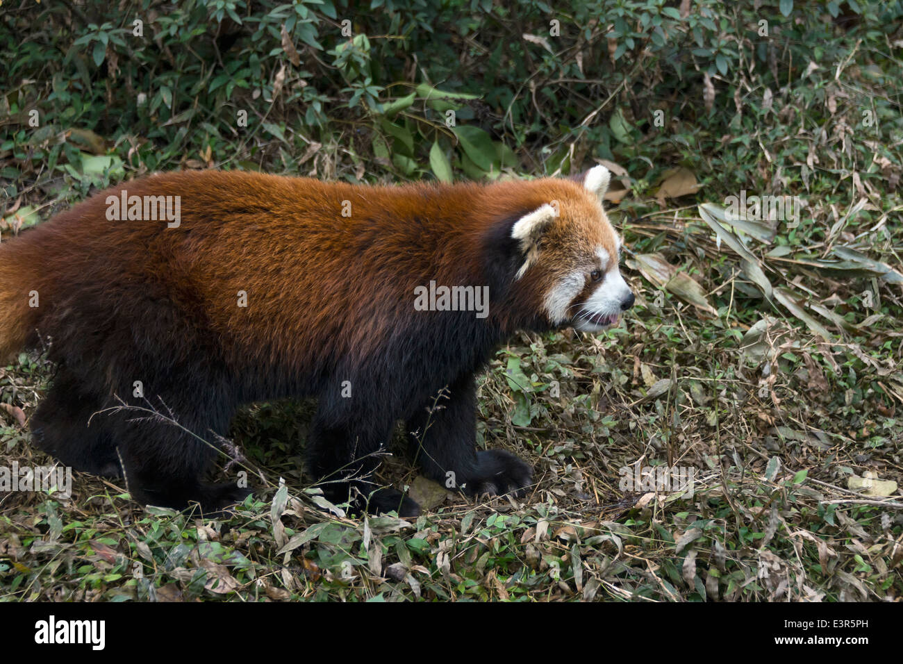 Red panda in the bush, Panda Research Base, Chengdu, China Stock Photo