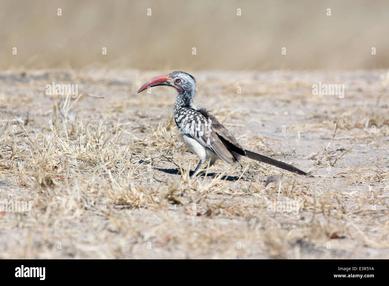Red Billed Hornbill  Tockus erythrorhynchus Stock Photo