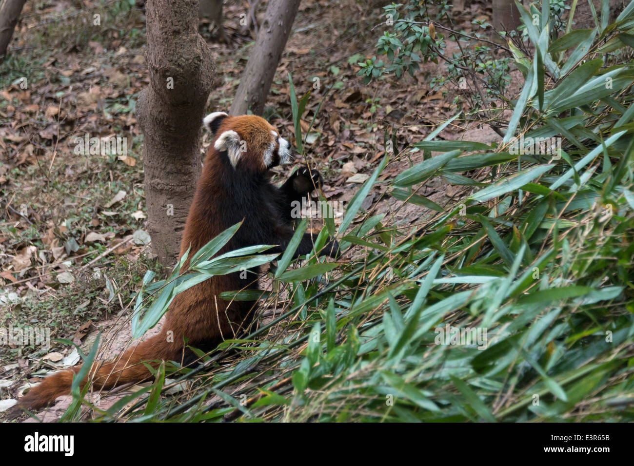 Red Panda Habitat Destruction
