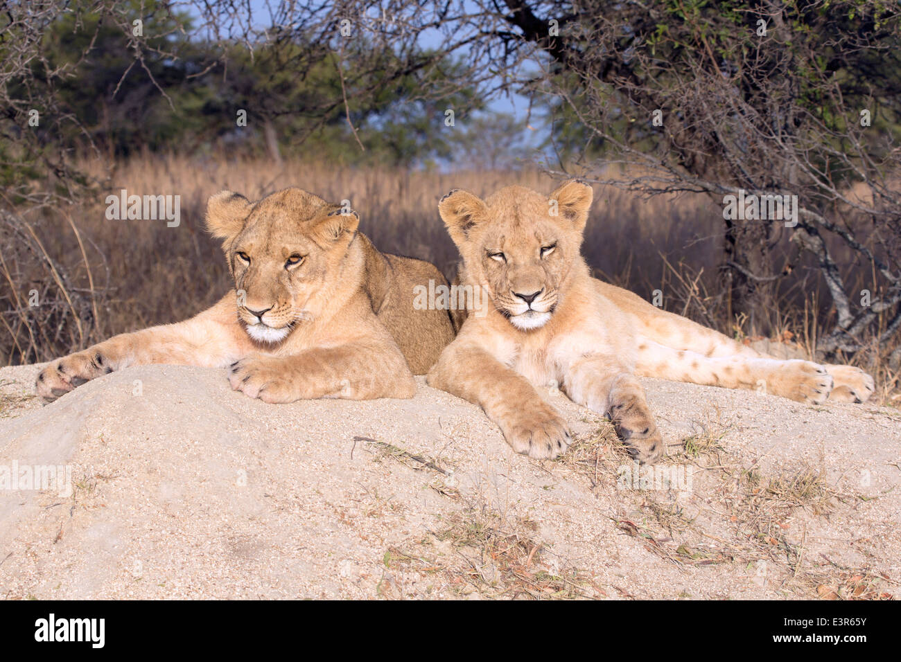 Lion Panthera leo. A pair of young lion resting on a rock in the mid ...