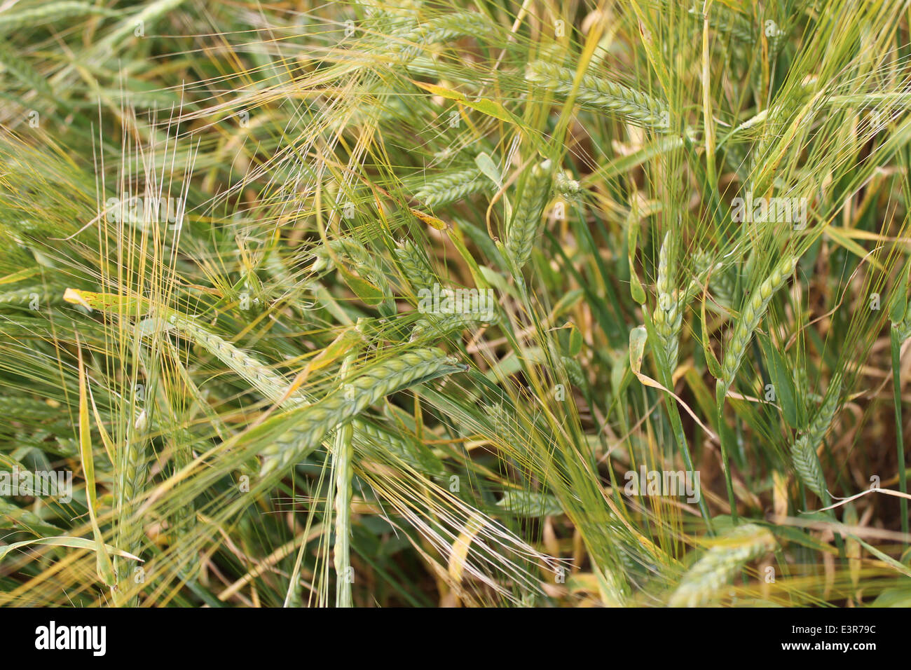 ripen wheat field under warm summer sun Stock Photo