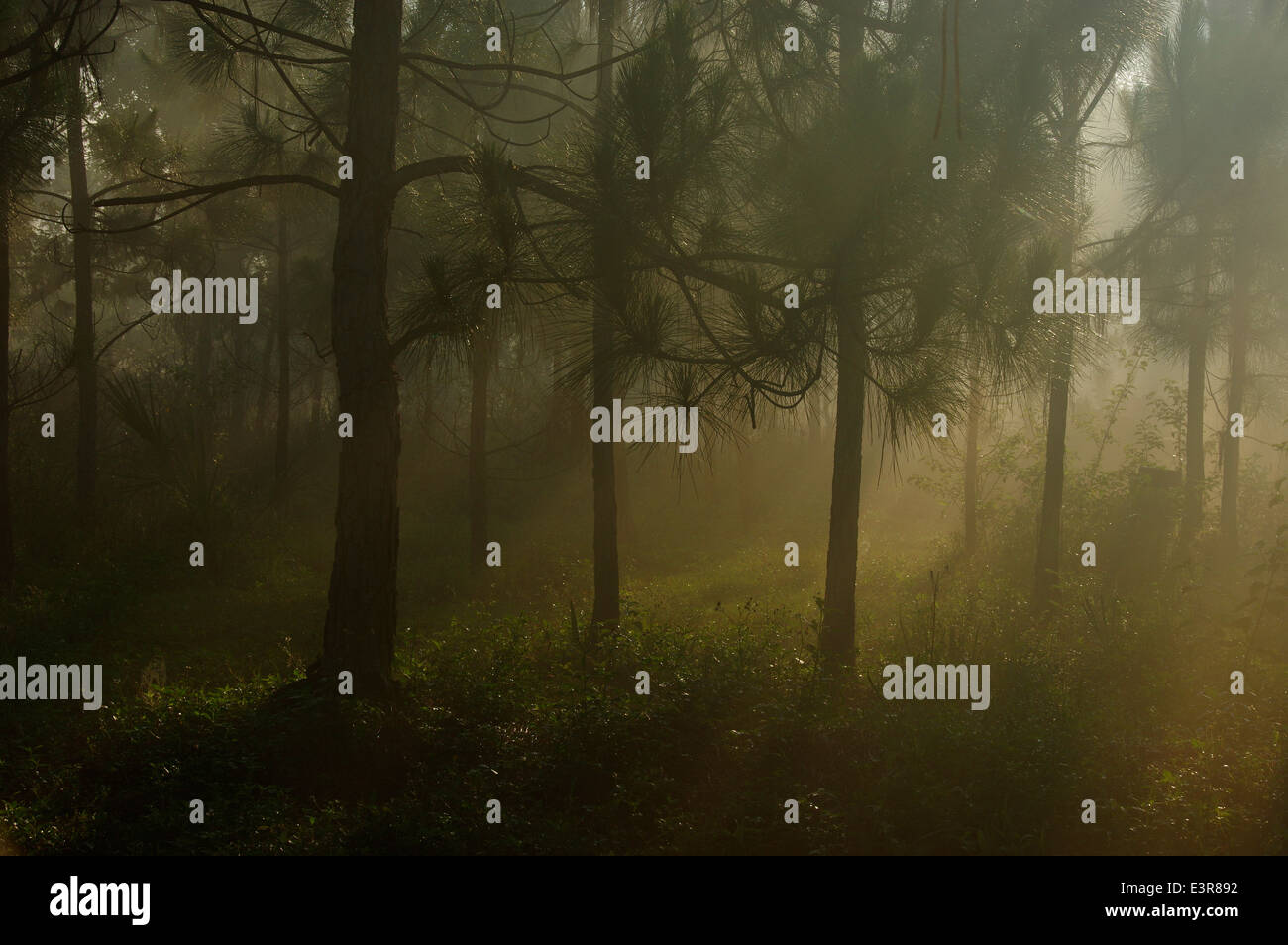 Sunrise in a pine forest Stock Photo - Alamy