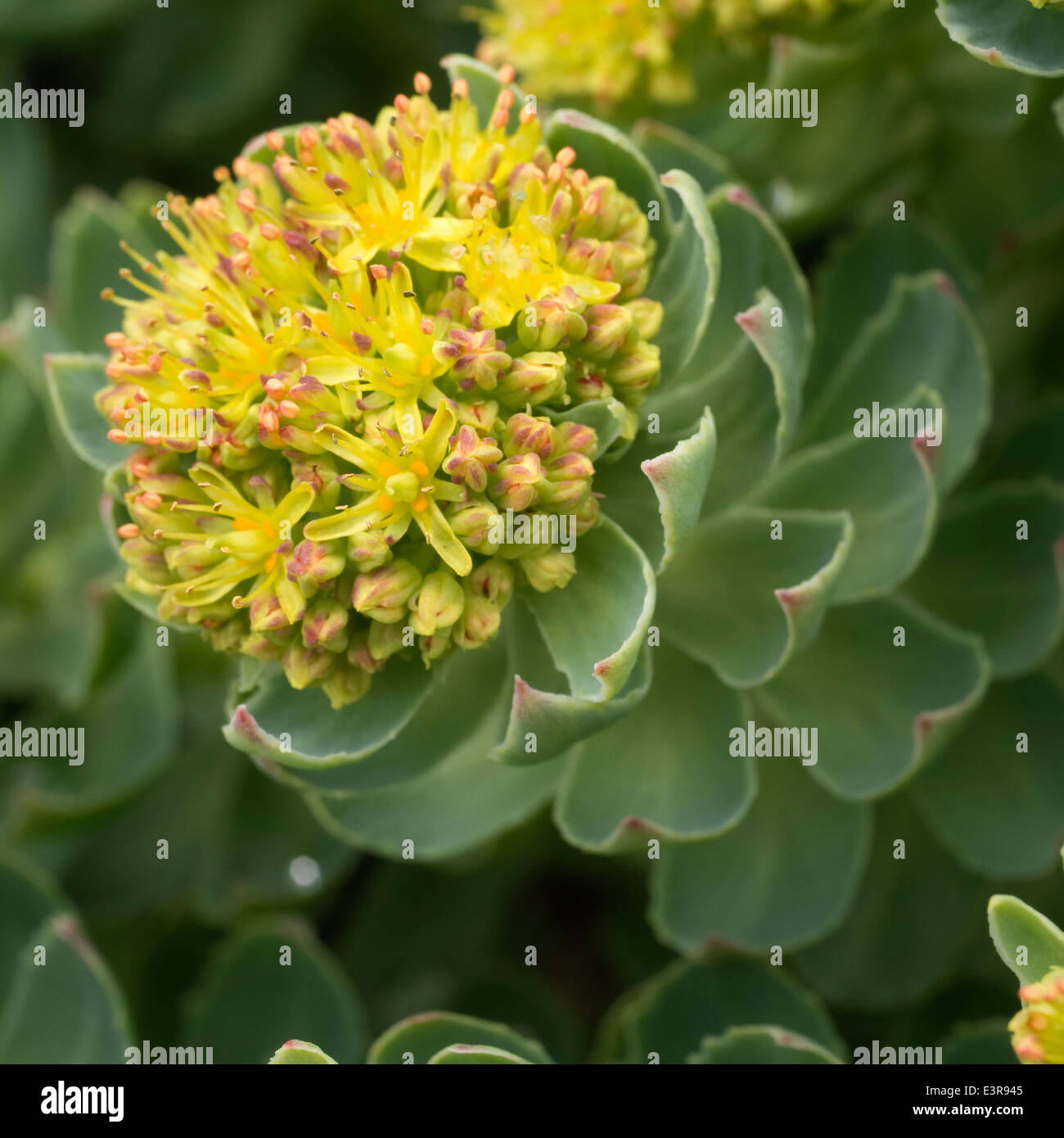 Yellow flowering Rhodiola rosea Roseroot plant growing on rocky cliff ...