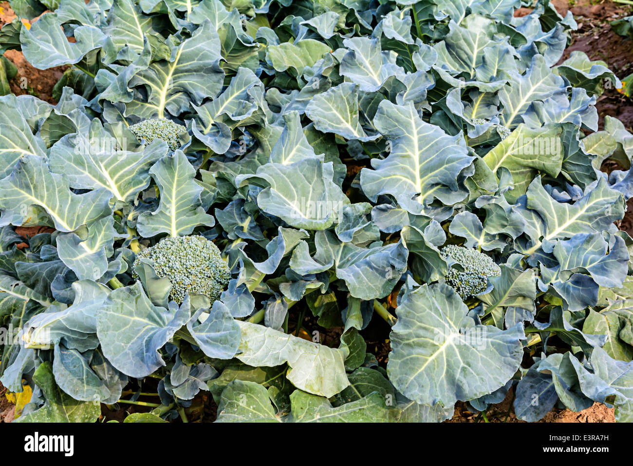 Broccoli growing up in the agricultural garden Stock Photo Alamy