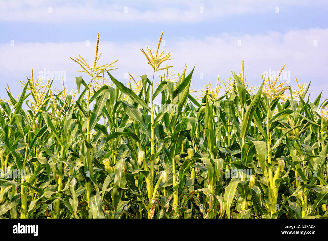 Green corn field growing up under sky with clouds Stock Photo - Alamy