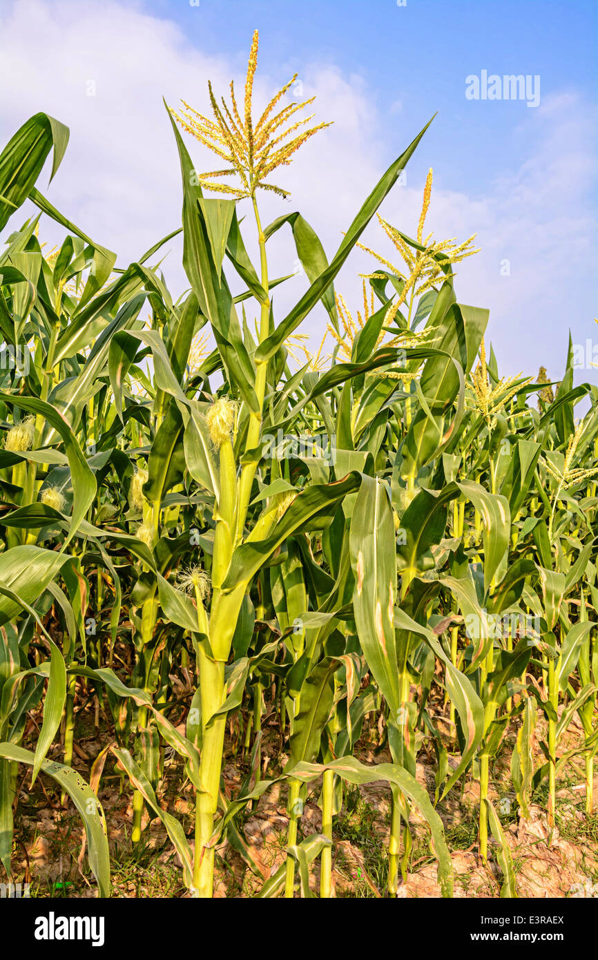 Green corn field growing up under sky with clouds Stock Photo - Alamy