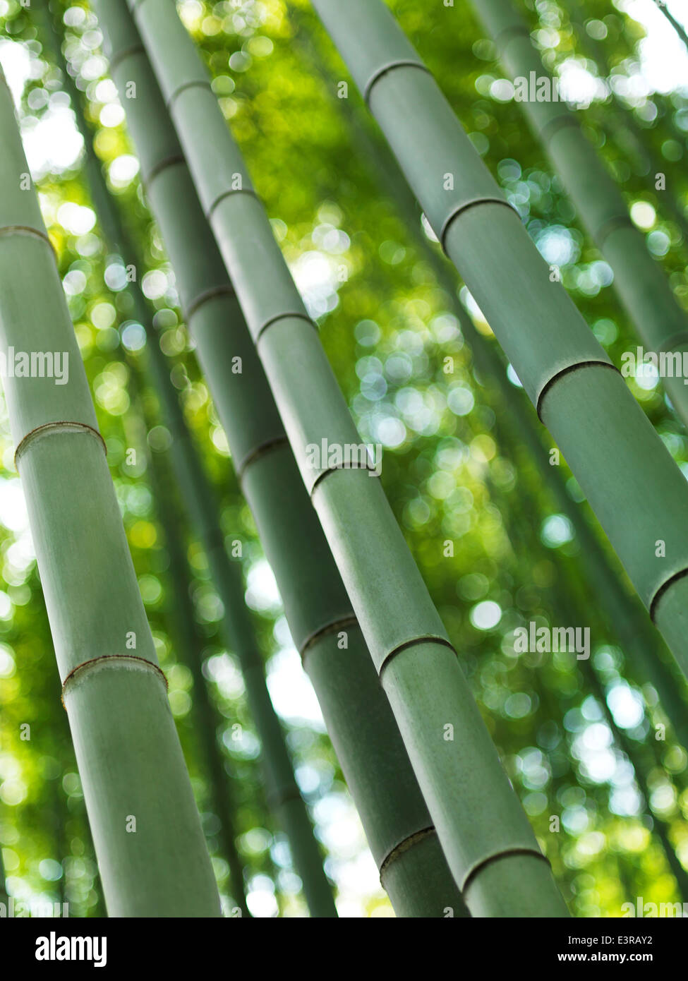 Arashiyama bamboo forest closeup of bamboo stems, Kyoto, Japan. Stock Photo