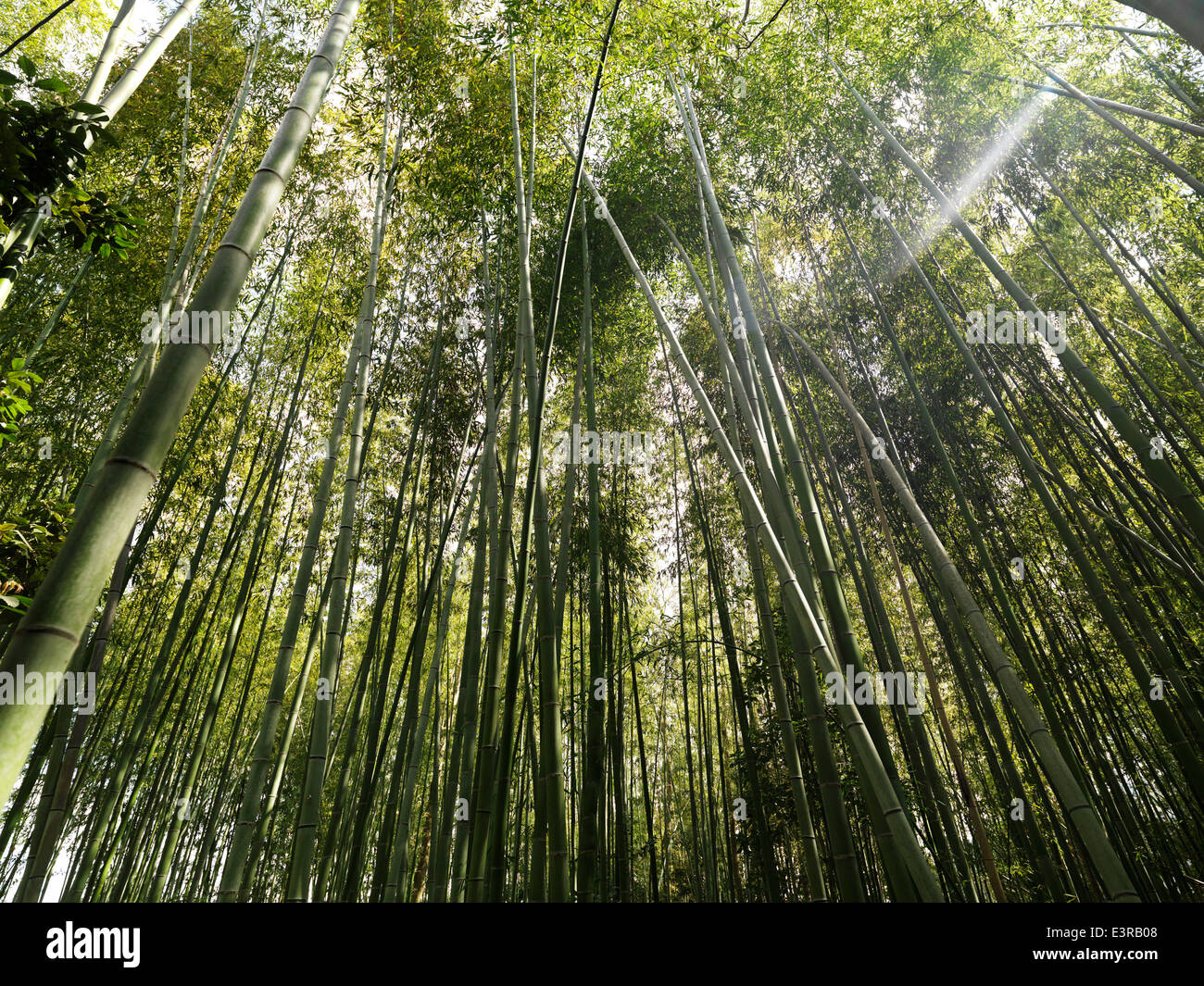 Arashiyama bamboo forest in Kyoto, Japan. Stock Photo