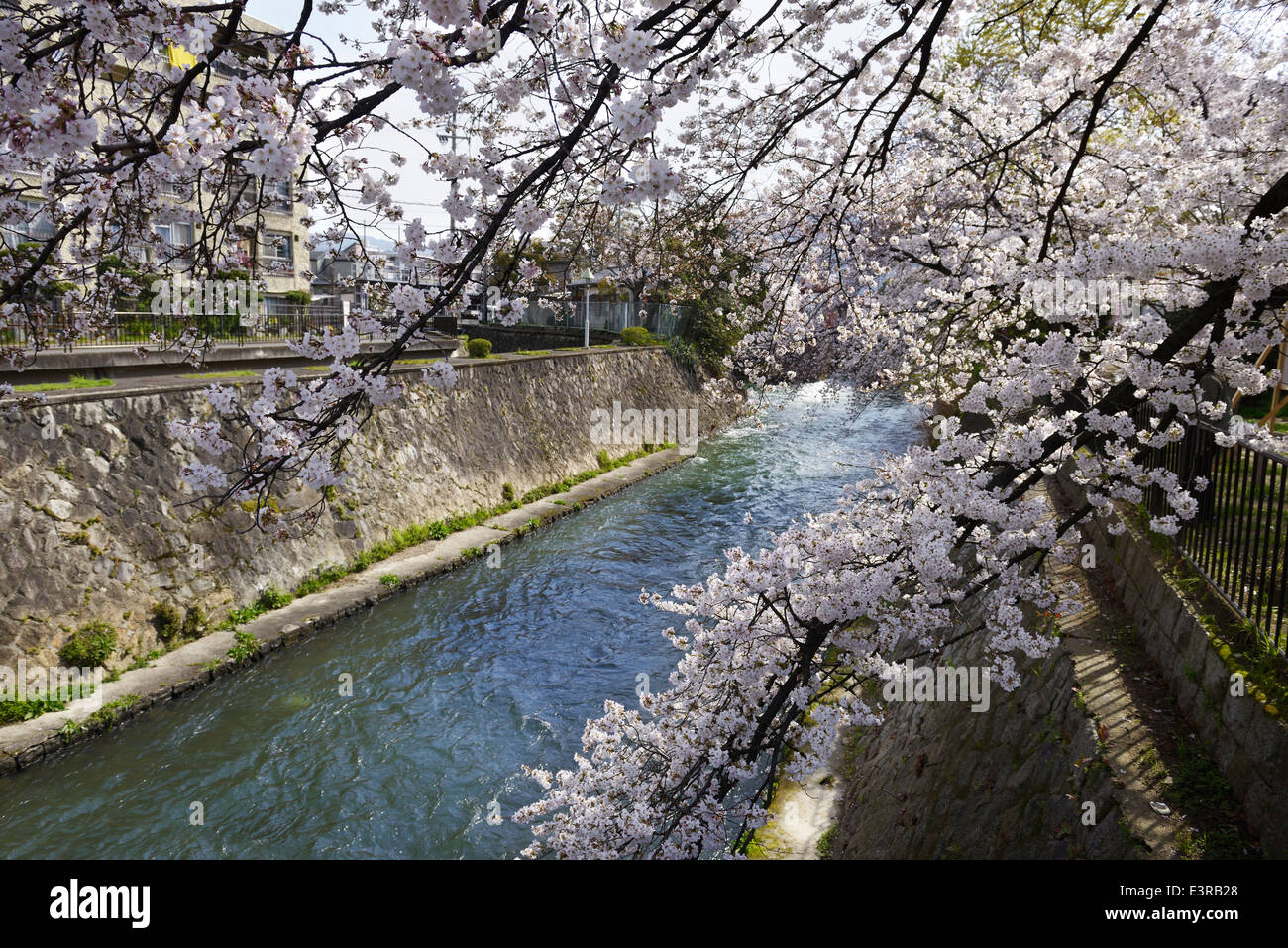 Cherry blossom over river canal in Sakyo-ku, Kyoto, Japan Stock Photo