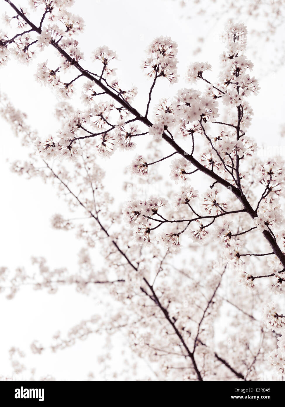 Artistic closeup of cherry blossom over bright white sky. Kyoto, Japan. Stock Photo