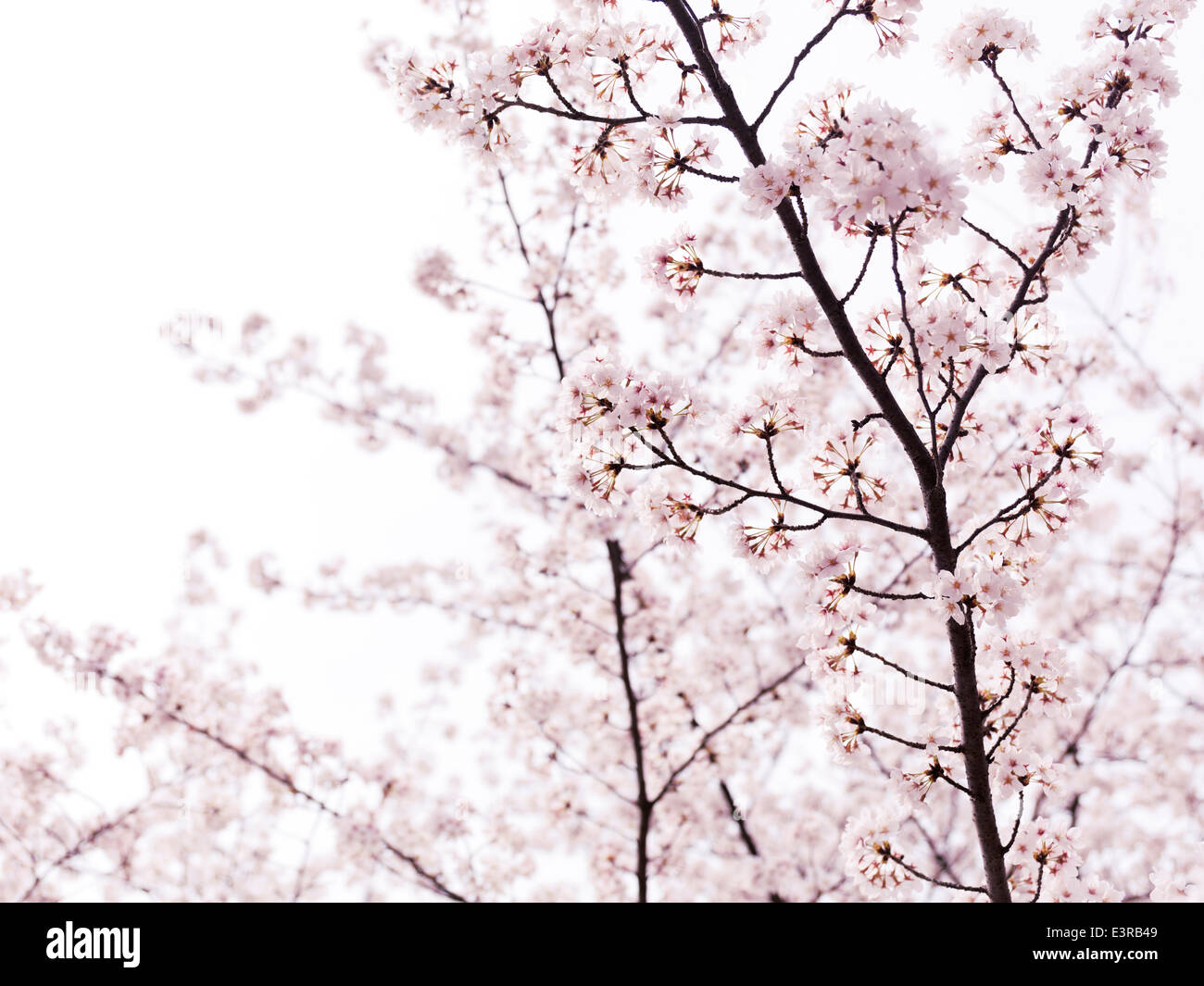 Artistic closeup of pink cherry blossom over bright white sky. Kyoto, Japan. Stock Photo