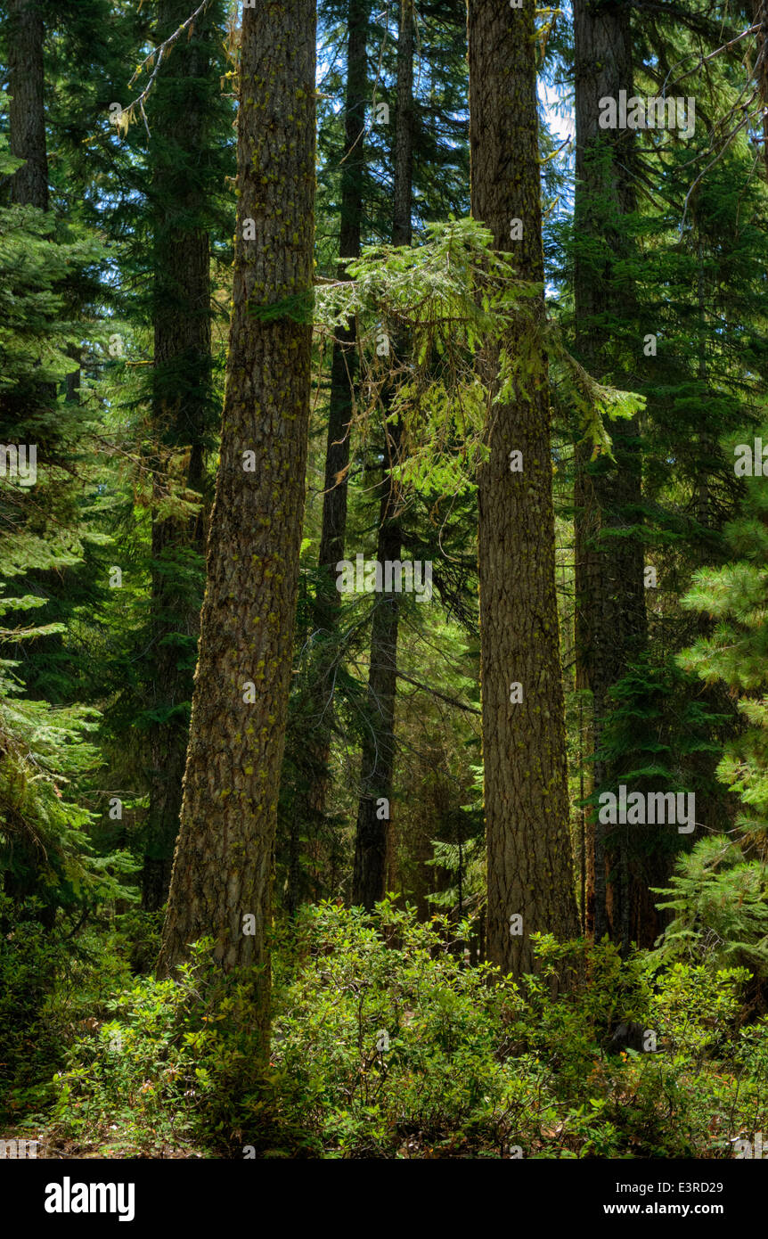 Tall Douglas Firs in a lush green Oregon forest Stock Photo