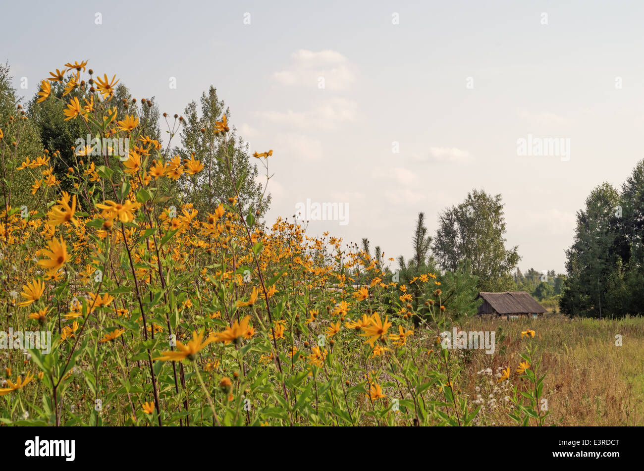 rural landscape with yellow flowers Stock Photo