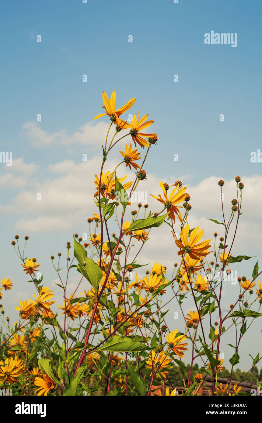 yellow flowers - summer month August Stock Photo