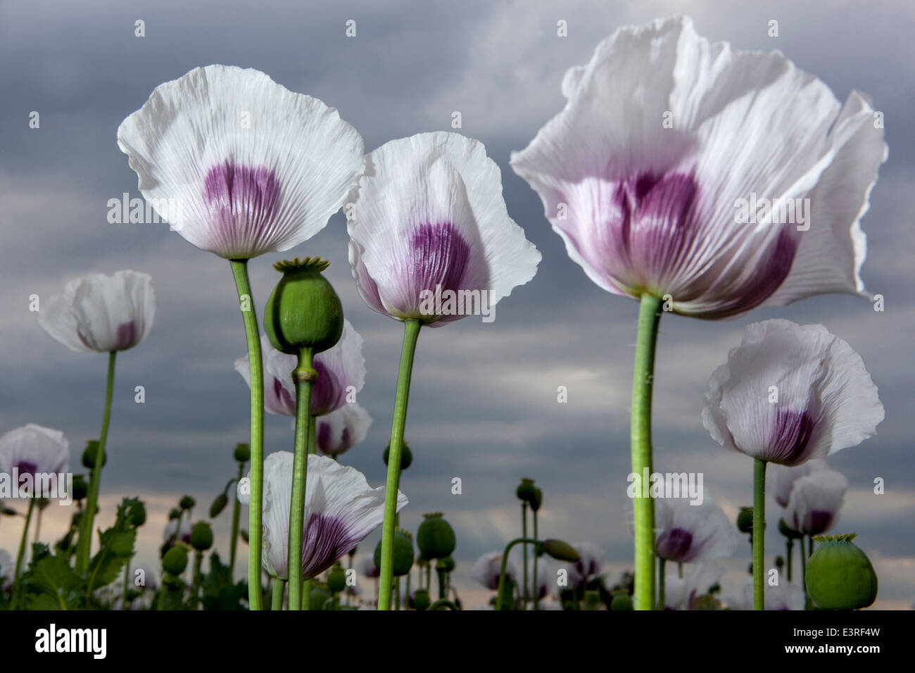 Papaver somniferum, the Opium poppy field Stock Photo