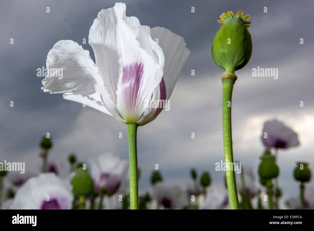 Opium poppy field hi-res stock photography and images - Alamy
