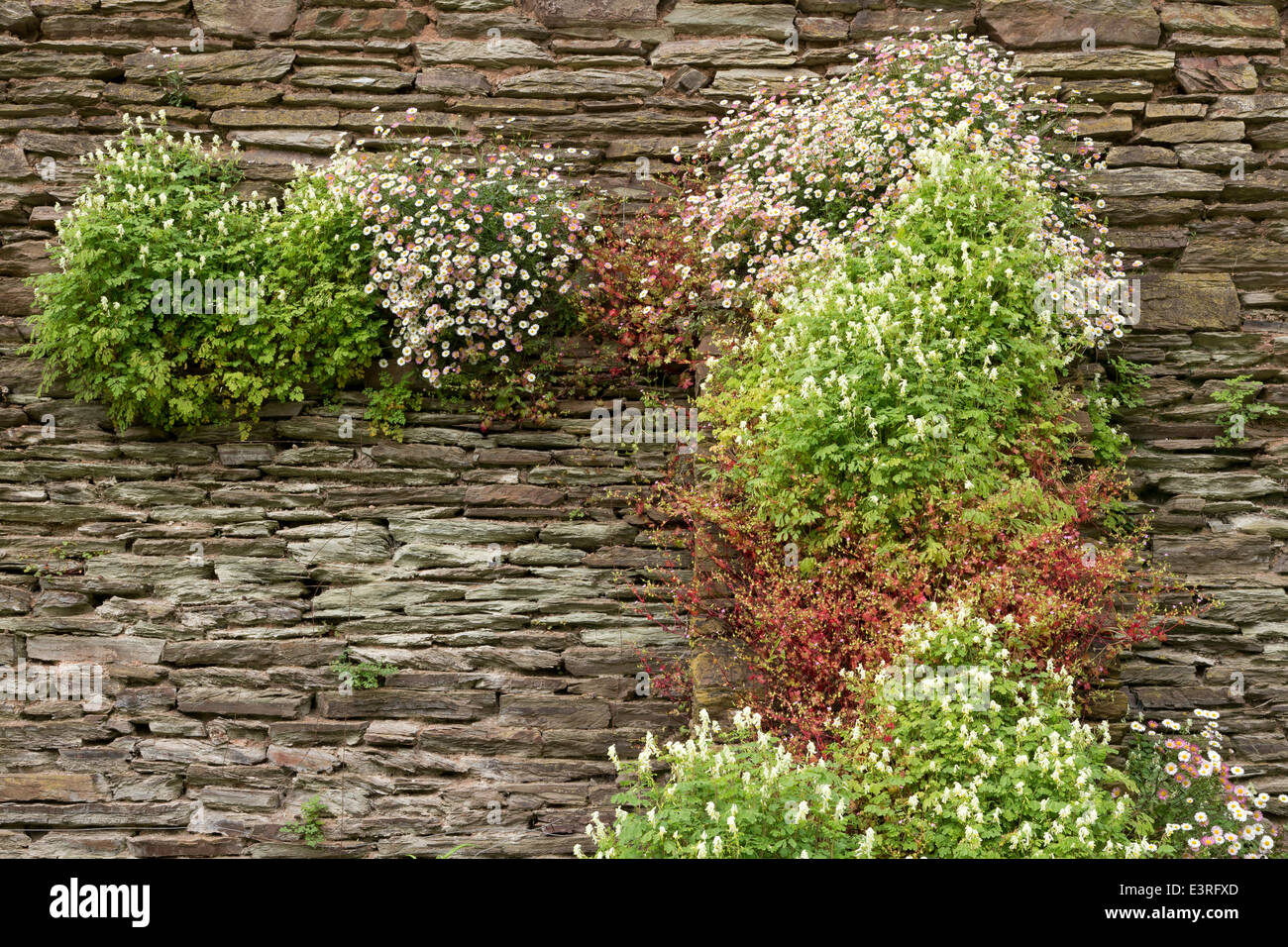 Daisies and other flowers growing on a stone wall in an English country ...