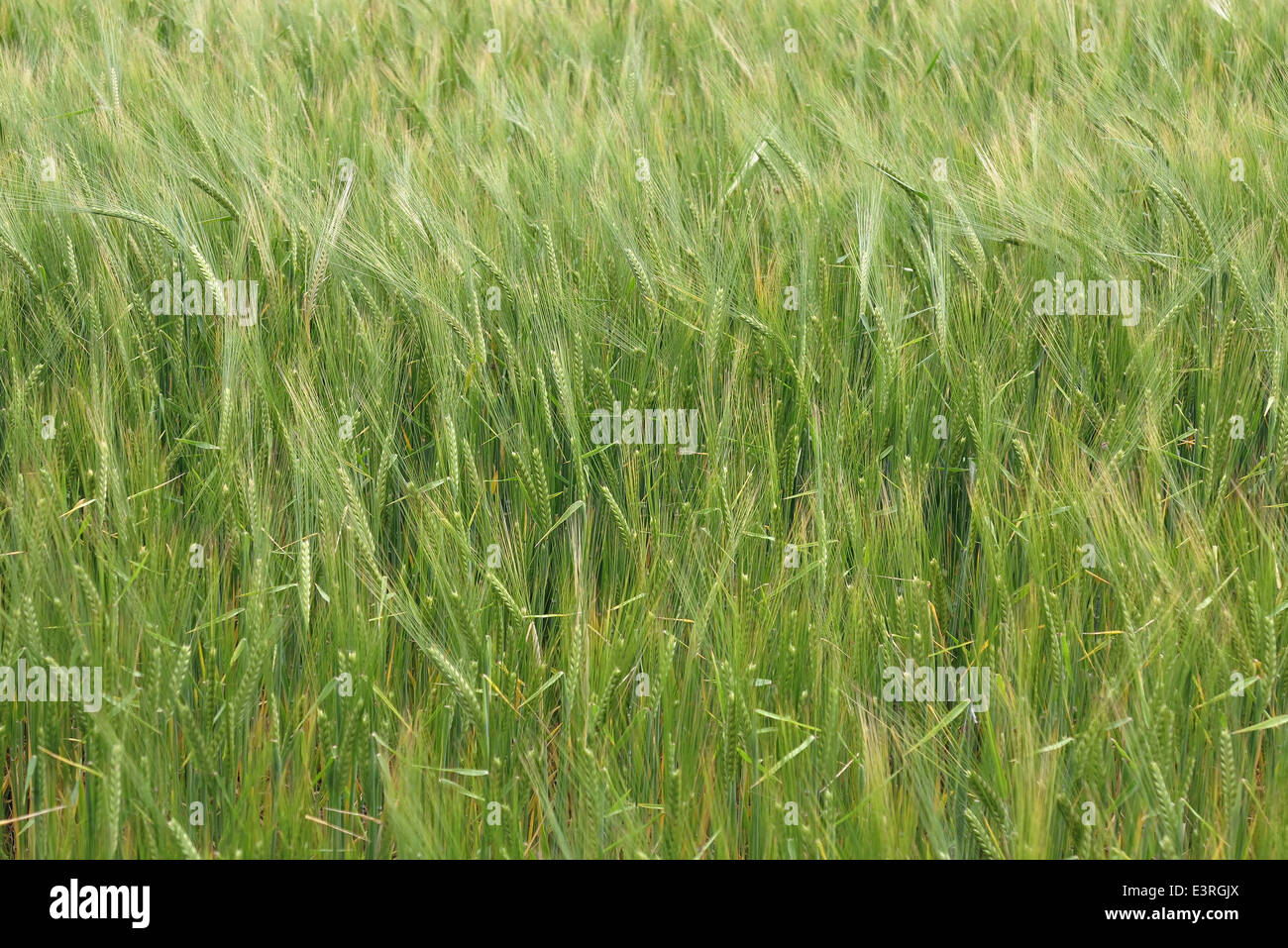 field of barley Stock Photo