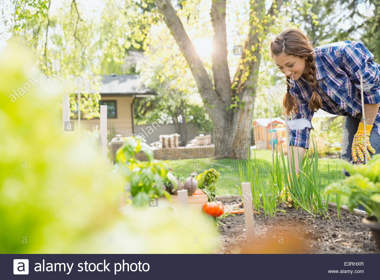 Woman tending to vegetable garden Stock Photo Alamy