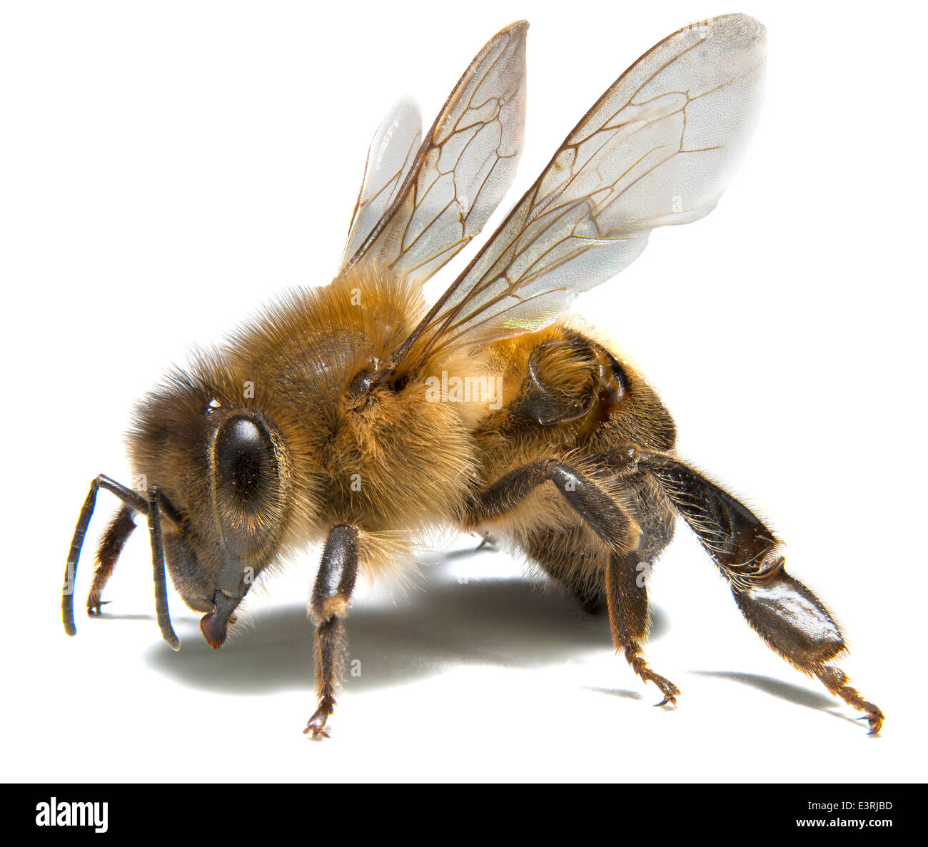 Bee macro photography on white background Stock Photo