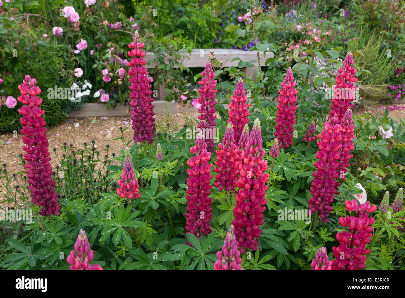 Lupin Red Rum Perennial in herbaceous border Stock Photo